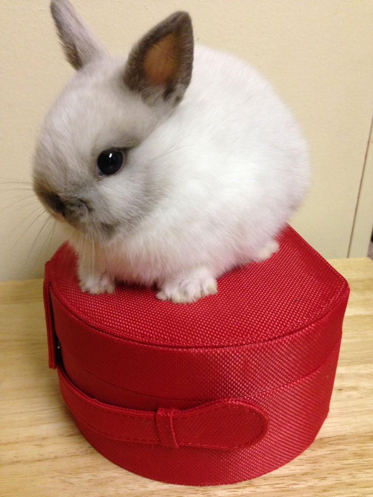 snow female netherland dwarf