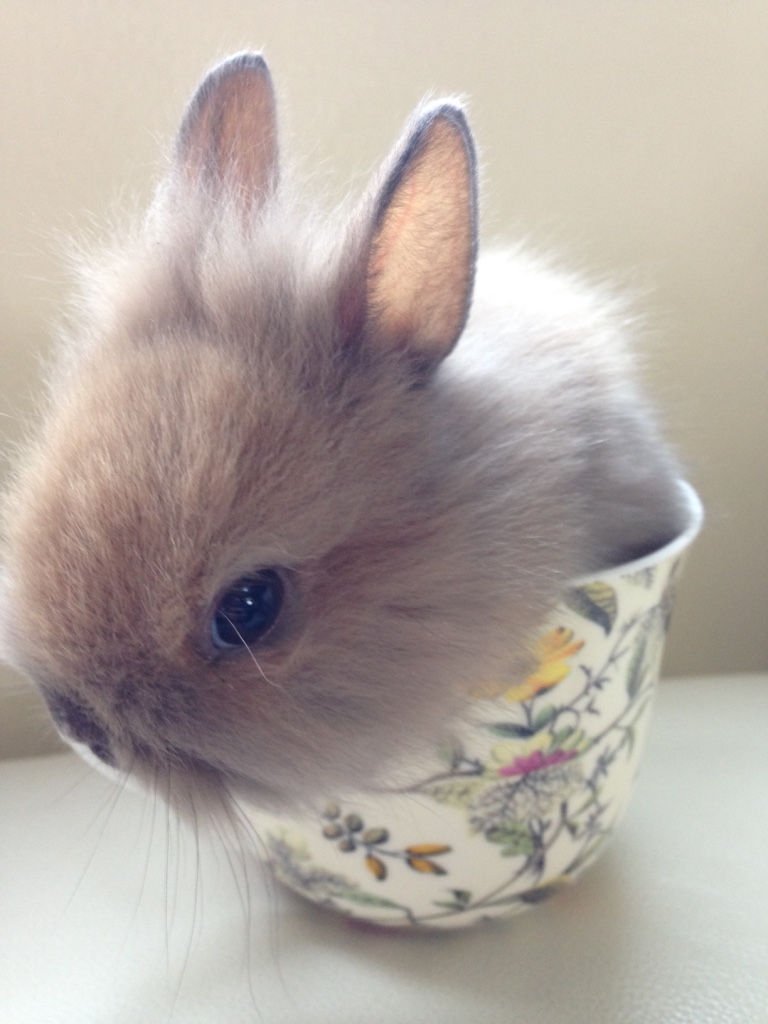 teacup bunny rabbit