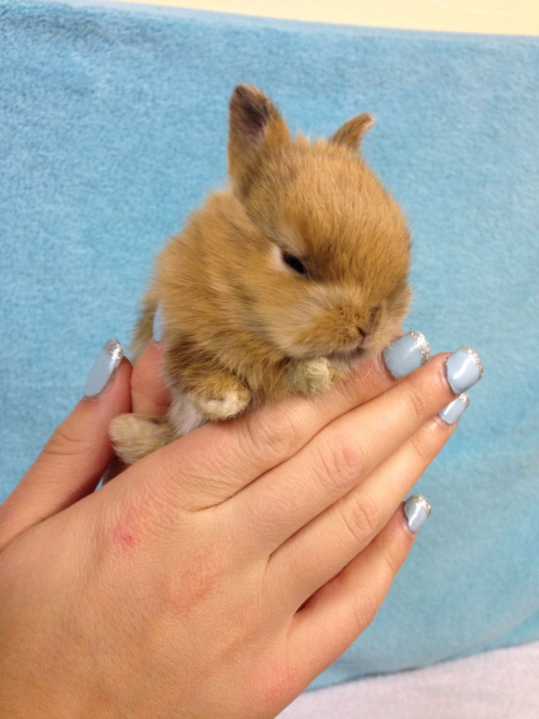 Carmel baby bunny