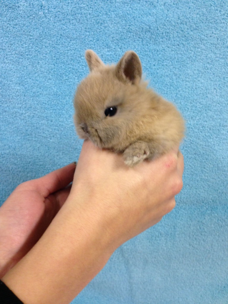 Beige dwarf bunny