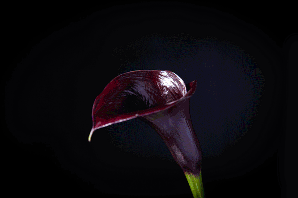 PierreJouet_colourchanging_lily_Small.gif