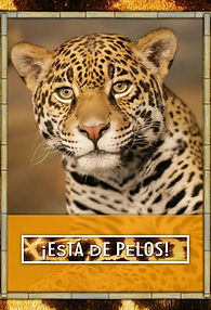 Milwaukee County Zoo self-mailer for Hispanic market