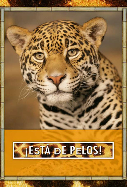 Milwaukee County Zoo self-mailer for Hispanic market