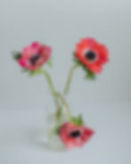 close up image of three red anemones with black centres in a clear glass vase