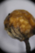 microscope1-0022