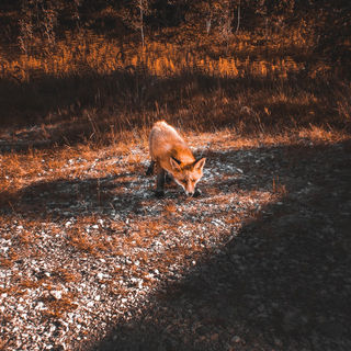 RAPOSAS NO GALINHEIRO