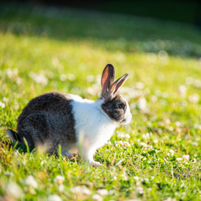 Summer prep for rabbit owners in Northamptonshire