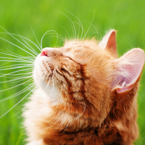 Get your cat summer-ready with Northlands' advice