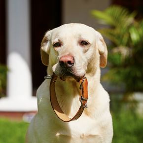 Northlands' nurses give vital pre-summer dog advice