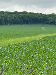 Drone spraying corn field