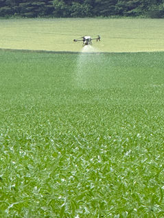 Drone spraying corn field