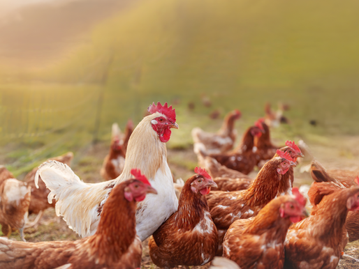 Granja Em Foco: Você conhece o Sistema de Criação Cage-Free?