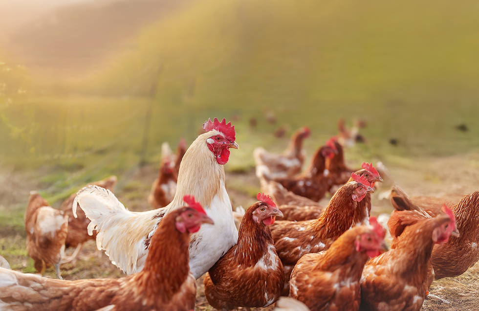 Granja Em Foco: Você conhece o Sistema de Criação Cage-Free?