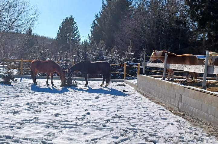 silke Pferde 1_edited.jpg