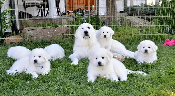 New Litter Emma 5