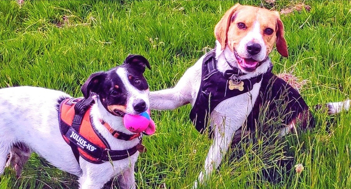 Dog Walker Sheffield Wilson Walks Sheffield