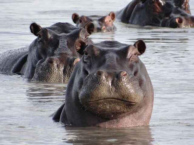 Invasive Species: Cocaine Hippos in Columbia