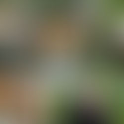 China is Tackling Biodiversity