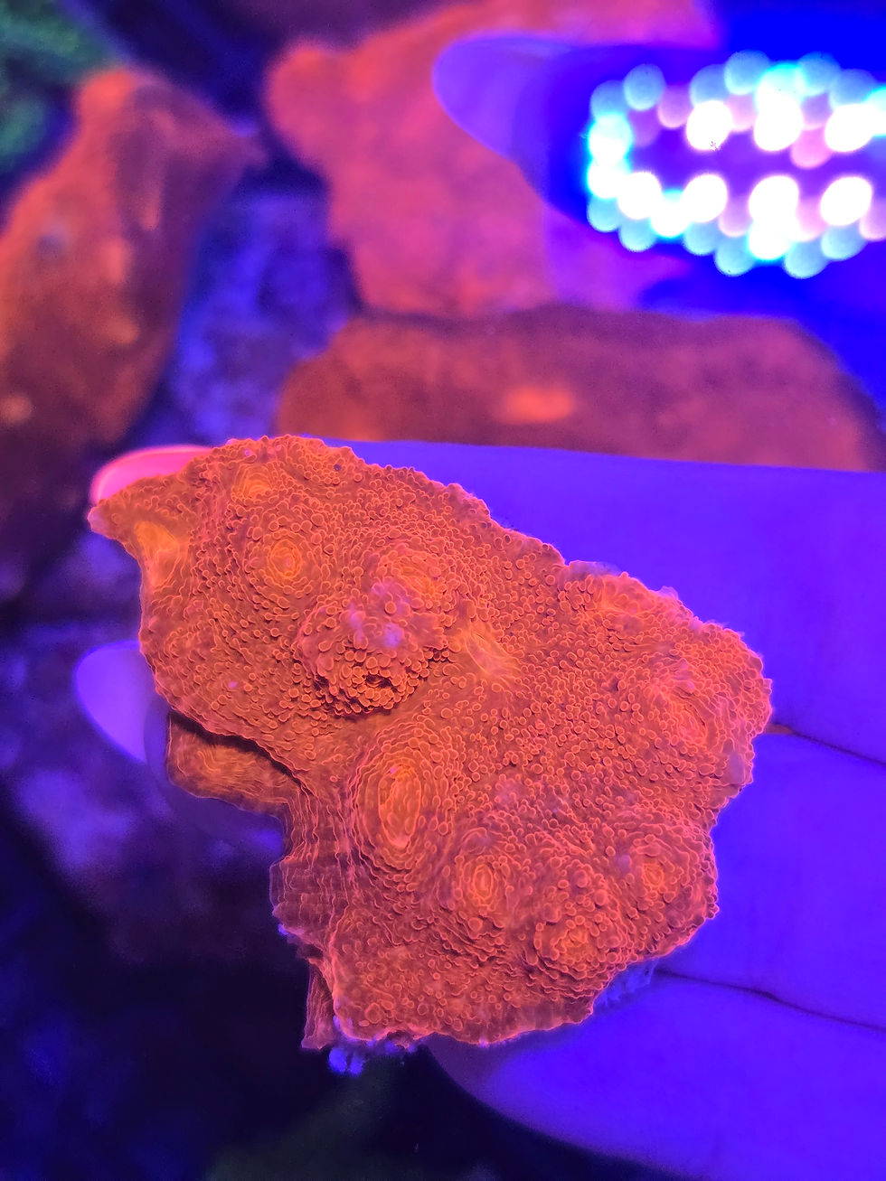 Red lava chalice small WYSIWYG 