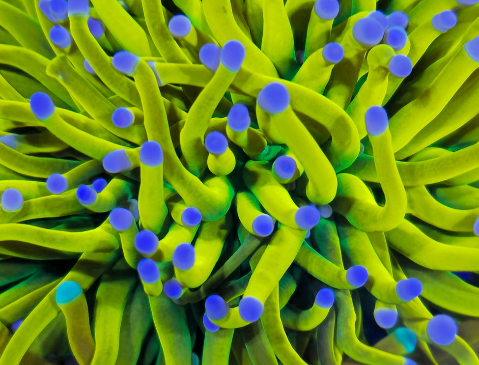 Banana torch LPS coral corals