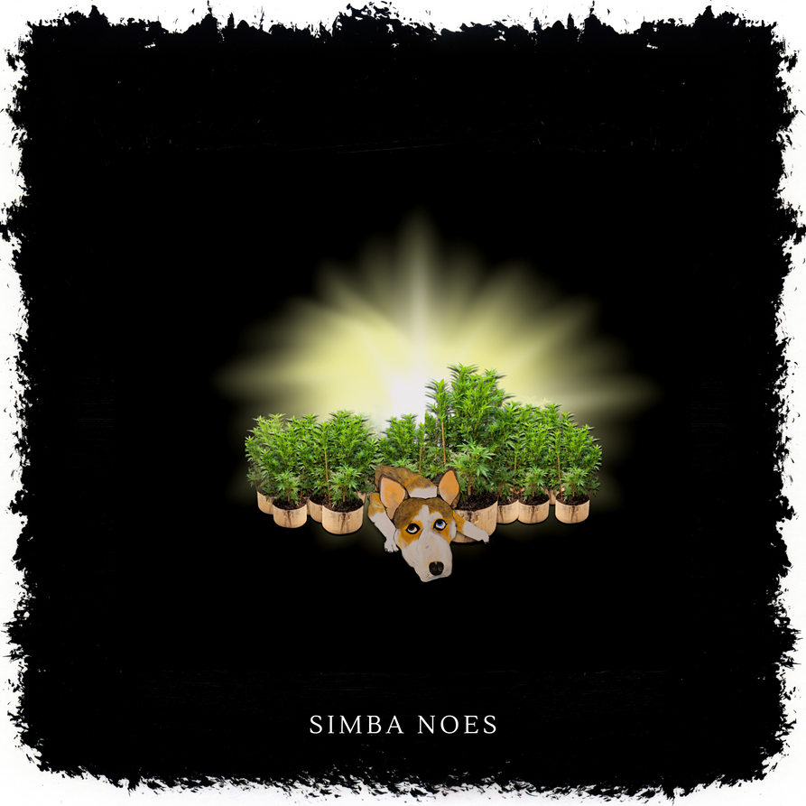 Simba the guard pup.