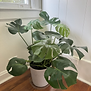 beauty studio in winter garden florida with natural plants faith based beauty business 