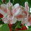 Miniatura: ALSTROEMELIA