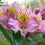Miniatura: ALSTROEMELIA