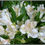 Miniatura: ALSTROEMELIA
