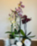 IMG_2355_edited.jpg