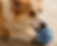 Thumbnail: Sniff-N-Squeak OrbitRoll interactive ball