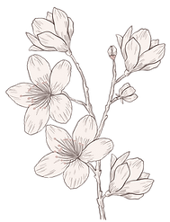 Blossom fleurs de blossom Lia Blossom Agde