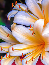 Kaffir Lily-Edit.jpg