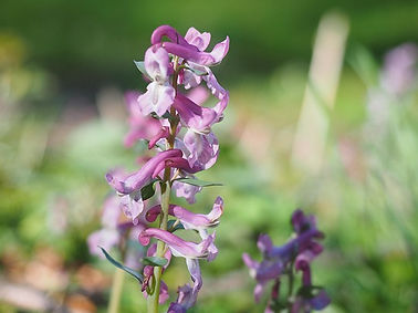 corydalis-1194813_960_720.jpg