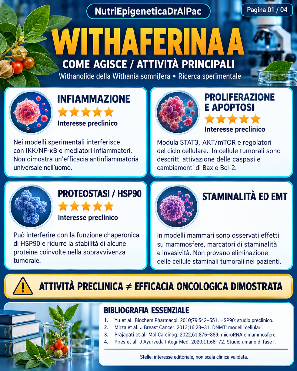 Infografica Withaferina A Ashwagandha: inibizione della cascata NF-kB, targeting della vimentina e modulazione dell'asse dello stress HPA - COME AGISCE
NutriEpigeneticaDrAlPac