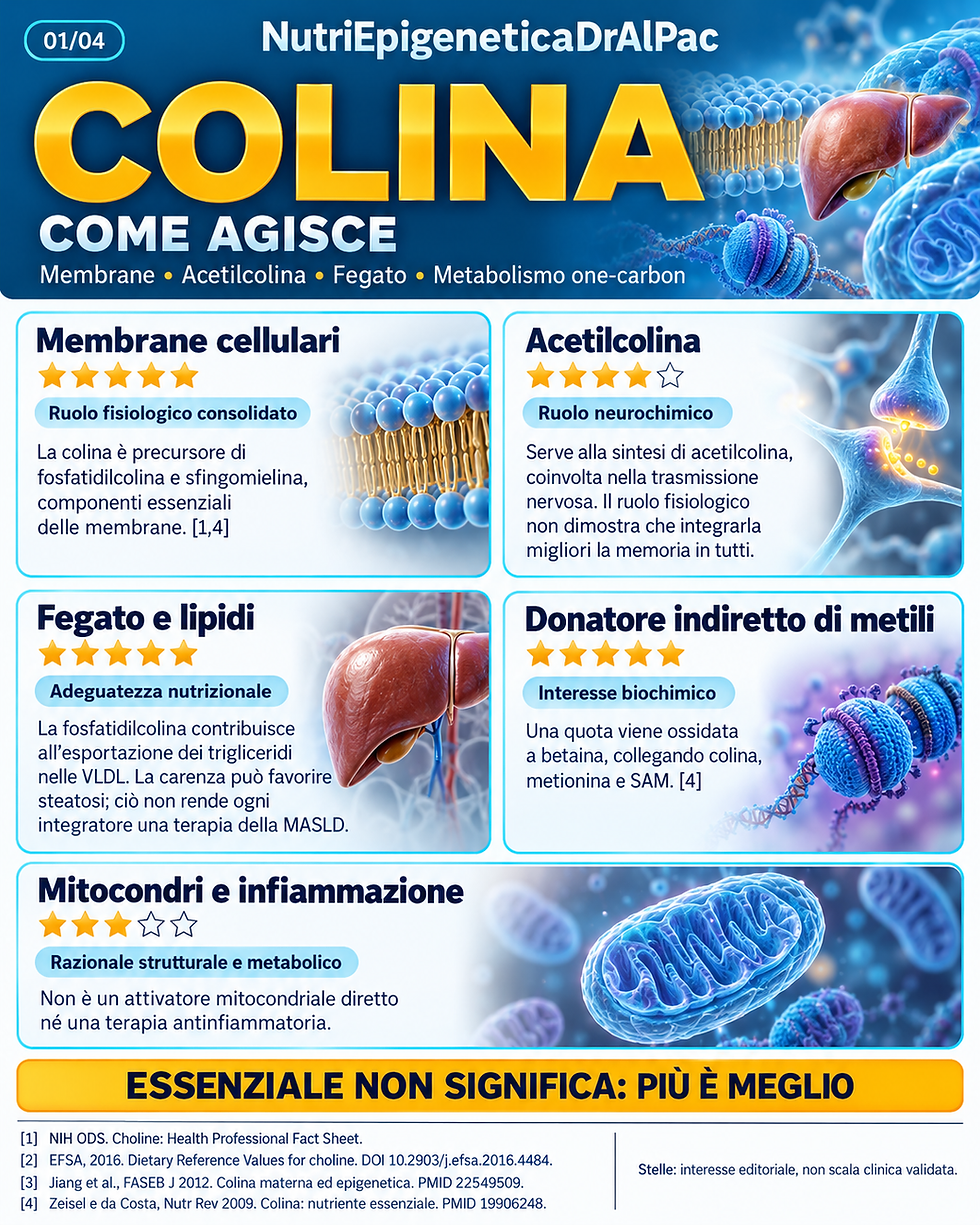 Infografica Colina e Citicolina: sintesi dell'acetilcolina per la memoria, riparazione dei fosfolipidi di membrana ed esportazione dei grassi epatici - COME AGISCE NutriEpigeneticaDrAlPac