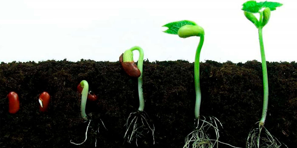 germinación de semillas controlada