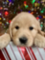 Dasher - Girl - Sold