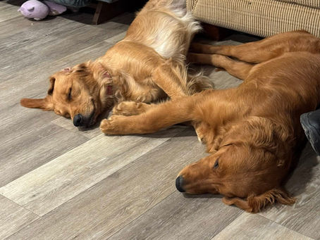 Introducing Our Upcoming Golden Retriever Puppies.(Deposits Open)