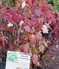 WEB photo HYDRANGEA Snow Queen $45_edited.jpg