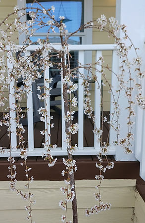 WEB photo WEEPING CHERRY.jpg