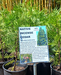 CEDAR Incense Native 5-23-2026.jpg