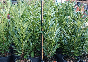 WEB photo SKIP LAUREL.jpg