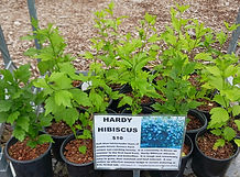 AD photo Hardy Hibiscus $10 5-4-2026.jpg