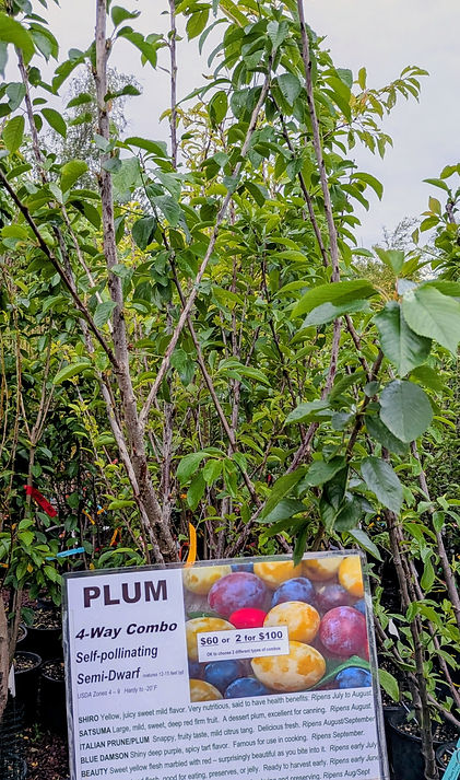 PLUM trees May 16 2026.jpg