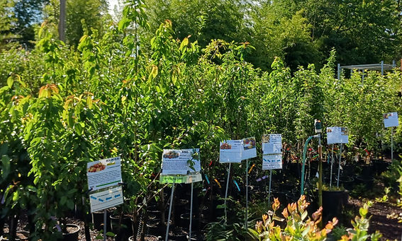 FRUIT TREES 5-31-26.jpg