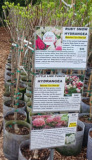 HYDRANGEA 3 types 4-14-26.jpg