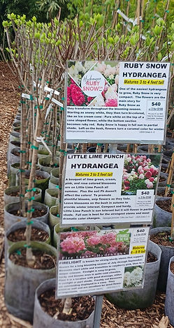 HYDRANGEA 3 types 4-14-26.jpg