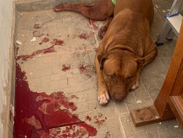 Cão é esfaqueado ao defender tutor durante ataque na zona leste de Rio Preto