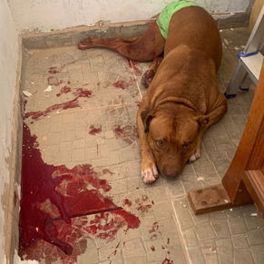 Cão é esfaqueado ao defender tutor durante ataque na zona leste de Rio Preto